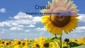  Presentation with sunflower - PPT theme with big sunflower in the field background and a teal colored foreground