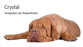  Presentation with what is thing used in looking for far object - Slides enhanced with big surprised dogue de bordeaux background and a white colored foreground