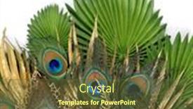  Presentation with peacock - Presentation enhanced with big-tail-of-a-peacock background and a  colored foreground