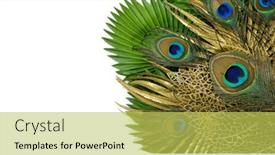  Presentation with peacock - Presentation having big-tail-of-a-peacock background and a  colored foreground