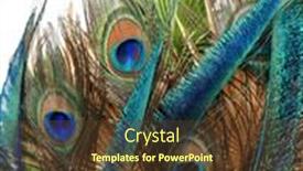  Presentation with peacock - Theme featuring big-tail-of-a-peacock background and a tawny brown colored foreground