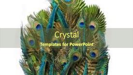  Presentation with peacock - Slides enhanced with big-tail-of-a-peacock background and a tawny brown colored foreground