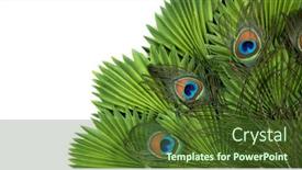  Presentation with peacock - Slides with big-tail-of-a-peacock background and a tawny brown colored foreground