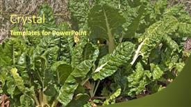  Presentation with plants growing - Presentation theme consisting of big tall green silverbeet plants growing in the vegetable patch background and a tawny brown colored foreground