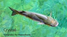  Presentation with pure water - Amazing slide deck having big thicklip grey mullet chelon labrosus in pure water of the adriatic sea close up with shallow dof backdrop and a seafoam green colored foreground