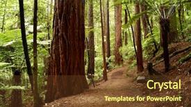  Presentation with redwood forest - Beautiful slide set featuring big tree - redwood forest backdrop and a tawny brown colored foreground