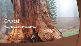 Presentation with fog - Presentation theme having big tree - sequoia forest in fog background and a tawny brown colored foreground