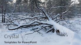  Presentation with pine forest - Slide set with big-tree-blown background and a light blue colored foreground