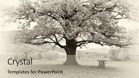  Presentation with nature big tree - Slide deck with big tree composition of nature background and a mint green colored foreground