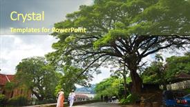  Presentation with sri lanka - Amazing PPT layouts having big tree on the street in the city of kandy sri lanka backdrop and a tawny brown colored foreground