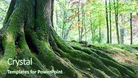  Presentation with tree roots - Beautiful presentation featuring big tree roots in forest backdrop and a tawny brown colored foreground