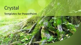  Presentation with tree roots - Presentation design consisting of big tree roots background and a yellow colored foreground