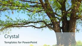 Presentation with green tree - Audience pleasing PPT theme consisting of big tree with fresh green backdrop and a sky blue colored foreground