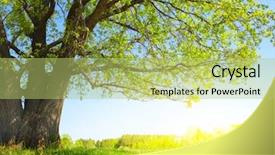  Presentation with tea leaves fresh green leaf - Cool new presentation theme with big tree with fresh green backdrop and a yellow colored foreground