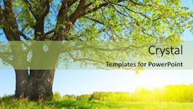  Presentation with spring tree - Colorful PPT layouts enhanced with big tree with fresh green backdrop and a yellow colored foreground