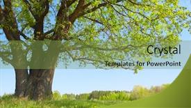  Presentation with green tree - Presentation theme with big tree with fresh green background and a seafoam green colored foreground