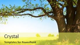 Presentation with green tree - Colorful theme enhanced with big tree with fresh green backdrop and a yellow colored foreground