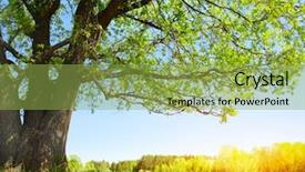  Presentation with green tree - Audience pleasing presentation theme consisting of big tree with green leaves backdrop and a yellow colored foreground