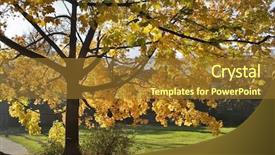  Presentation with autumn blue - Beautiful presentation design featuring big tree with yellow autumn leaves on a background of the dark blue sky backdrop and a tawny brown colored foreground