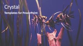  Presentation with freshwater aquarium - Slide deck having colorful fishes and plant background and a violet colored foreground