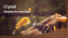  Presentation with freshwater aquarium - Audience pleasing theme consisting of colorful fishes and plant backdrop and a tawny brown colored foreground
