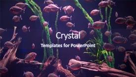  Presentation with freshwater aquarium - Amazing PPT layouts having colorful fishes and plant backdrop and a navy blue colored foreground