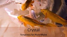  Presentation with freshwater aquarium - Colorful slide deck enhanced with colorful fishes and plant backdrop and a coral colored foreground