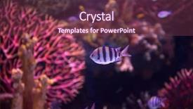  Presentation with freshwater aquarium - Theme having colorful fishes and plant background and a tawny brown colored foreground