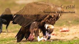  Presentation with crow - Presentation theme featuring big vulture and a crow eating in the nature background and a gold colored foreground