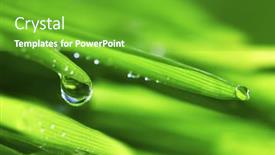  Presentation with blade - Cool new PPT theme with big water drop on grass blade backdrop and a shamrock green colored foreground