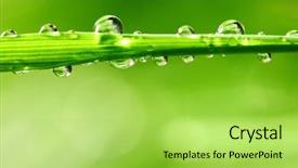  Presentation with water drop - PPT layouts having big water drop on grass background and a yellow colored foreground