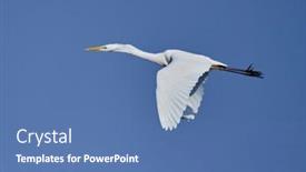  Presentation with sky blue - Slide set featuring big-white-egret-flying-against background and a teal colored foreground