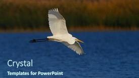  Presentation with white pigeon against the blue - Cool new theme with big-white-egret-flying-against backdrop and a ocean colored foreground