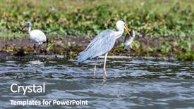  Presentation with lake fish - Presentation consisting of big white heron hooked large background and a gray colored foreground