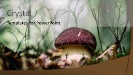  Presentation with mushroom - Theme featuring big-white-mushroom-porcini background and a light gray colored foreground