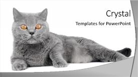  Presentation with technology orange and grey - Amazing PPT layouts having big wide open orange backdrop and a white colored foreground