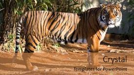  Presentation with hunting - Audience pleasing presentation theme consisting of big young female sumatran tiger backdrop and a coral colored foreground