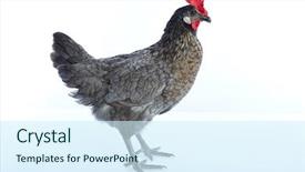  Presentation with hen - Audience pleasing PPT layouts consisting of bigblue delaware big blue hen backdrop and a sky blue colored foreground