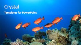  Presentation with coral reef - Theme having bigeye fish on coral reef background and a light gray colored foreground