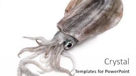  Presentation with green - PPT layouts with bigfin-reef-squid-green-eyed background and a white colored foreground