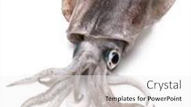  Presentation with green - Theme with bigfin-reef-squid-green-eyed background and a white colored foreground