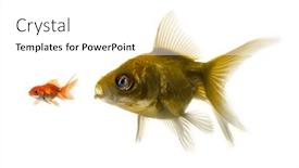  Presentation with eat - Presentation theme having bigger-fish-tries-to-eat background and a white colored foreground