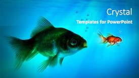  Presentation with eat - Beautiful presentation featuring bigger-fish-tries-to-eat backdrop and a light gray colored foreground