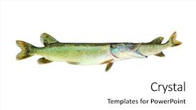  Presentation with eating fish and drink water from pollution oceans - Slide set consisting of bigger pike eating smaller background and a white colored foreground
