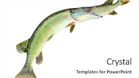  Presentation with eating - Theme having bigger pike eating smaller a pike fish catching fish competition concept northern pike esox lucius on white background background and a white colored foreground
