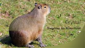  Presentation with rodent - Beautiful theme featuring biggest rodent a capybara in the wild backdrop and a yellow colored foreground
