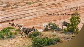  Presentation with sheep - Slide set enhanced with bighorn-sheep-ovis-canadensis-canadensis background and a coral colored foreground