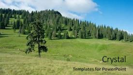  Presentation with apple trees are blooming pink - PPT theme with bihar - peaceful mountain field with pine background and a  colored foreground