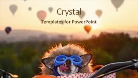  Presentation with launch - Beautiful presentation theme featuring bike event - adorable chihuahua in a bicycle backdrop and a cream colored foreground