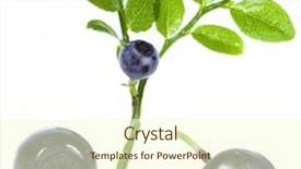  Presentation with blueberries - Audience pleasing slides consisting of bilberry blueberries closeup macro isolated on a white background backdrop and a cream colored foreground